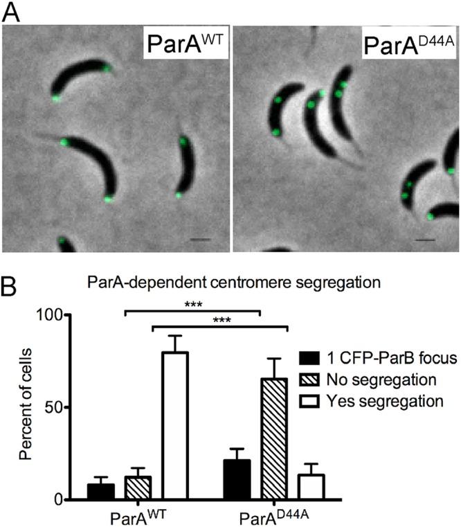 https://cdn.ncbi.nlm.nih.gov/pmc/blobs/7696/6667618/734b9deb151c/mBio.01002-19-f0005.jpg