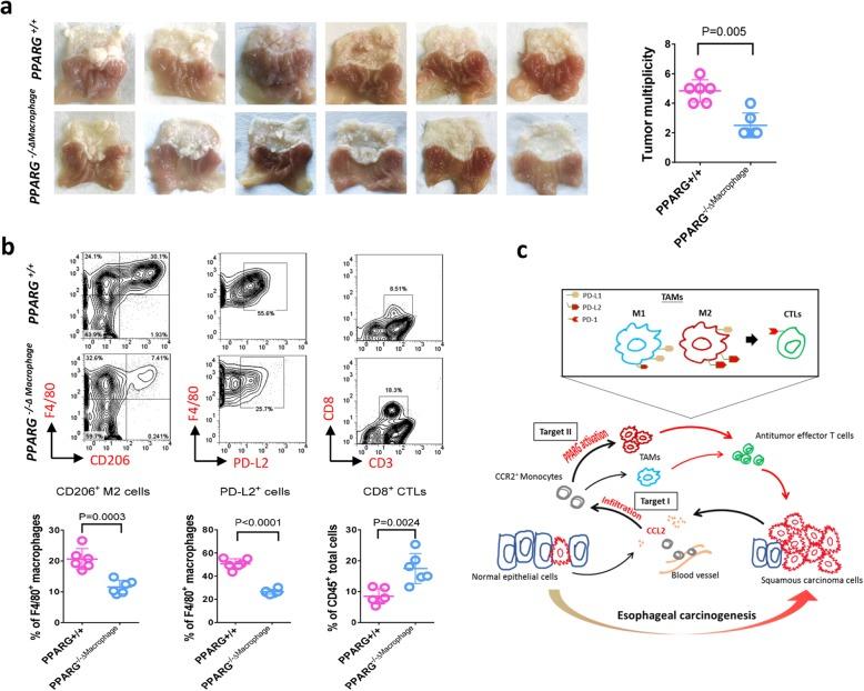 https://cdn.ncbi.nlm.nih.gov/pmc/blobs/7696/7045401/888b403d4437/12943_2020_1165_Fig7_HTML.jpg