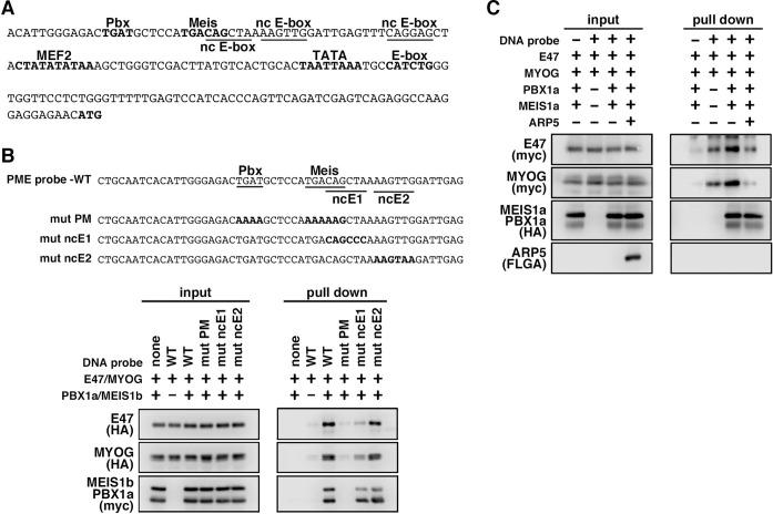 https://cdn.ncbi.nlm.nih.gov/pmc/blobs/769b/8983046/c39c1508ad83/elife-77746-fig6.jpg