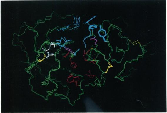 https://cdn.ncbi.nlm.nih.gov/pmc/blobs/769e/1138238/ff6ddee116ad/biochemj00085-0206-b.jpg