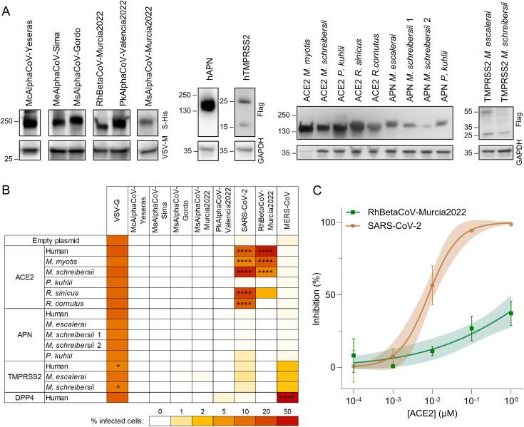 https://cdn.ncbi.nlm.nih.gov/pmc/blobs/76a1/12349707/9f2d224898d0/ppat.1013371.g004.jpg
