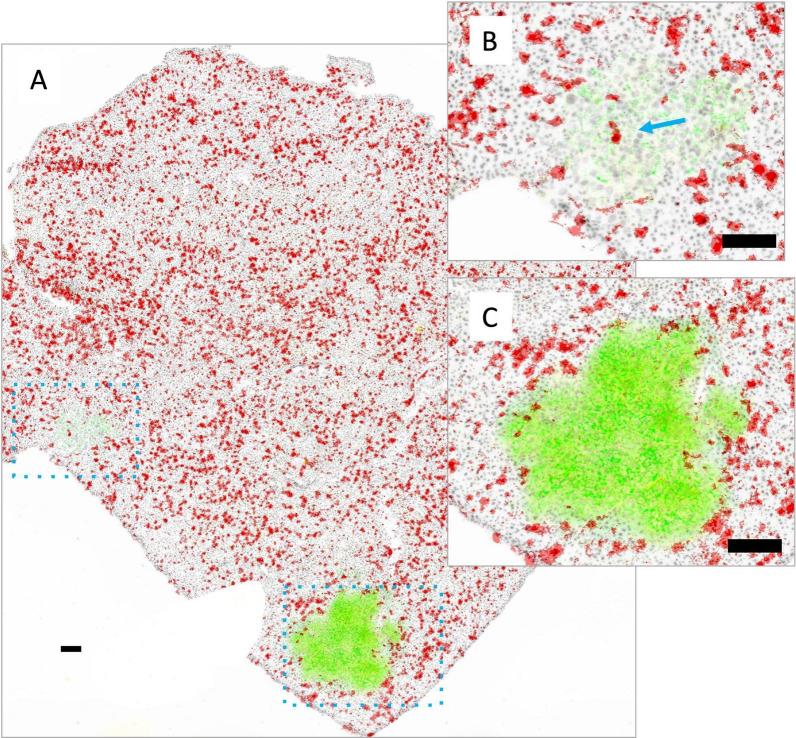 https://cdn.ncbi.nlm.nih.gov/pmc/blobs/76a4/11223361/7b8fca3ecd94/12967_2024_5428_Fig7_HTML.jpg