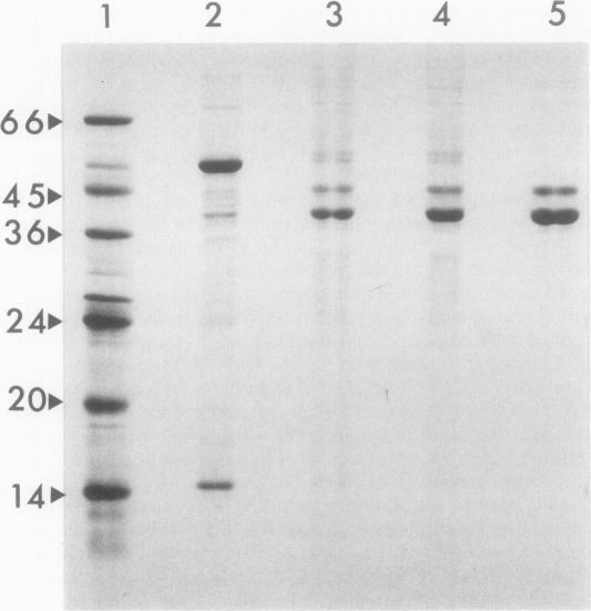 https://cdn.ncbi.nlm.nih.gov/pmc/blobs/76a8/1055706/3600888a1374/plntphys00634-0062-a.jpg