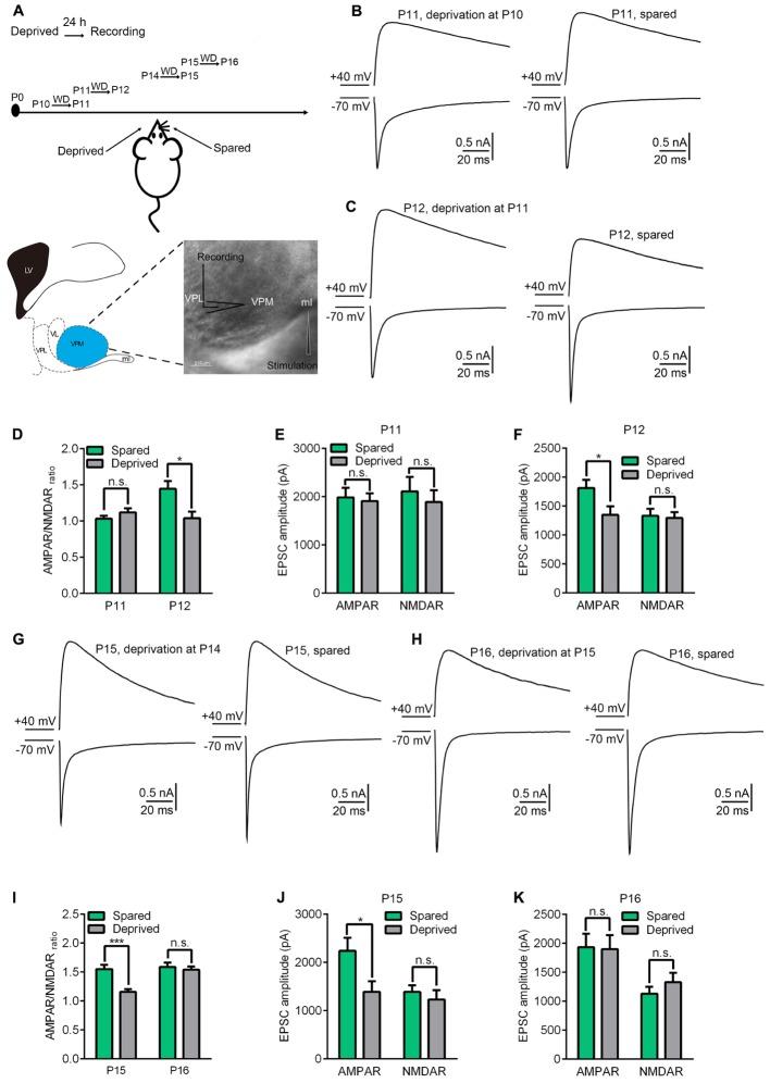 https://cdn.ncbi.nlm.nih.gov/pmc/blobs/76a8/5525376/52774004b9a2/fnmol-10-00238-g001.jpg