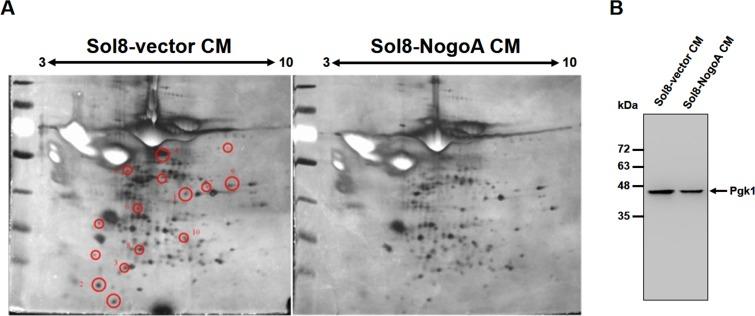 https://cdn.ncbi.nlm.nih.gov/pmc/blobs/76ab/6667276/93feabde1b88/elife-49175-fig1-figsupp2.jpg
