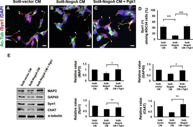 https://cdn.ncbi.nlm.nih.gov/pmc/blobs/76ab/6667276/a261f1dcad73/elife-49175-fig2.jpg