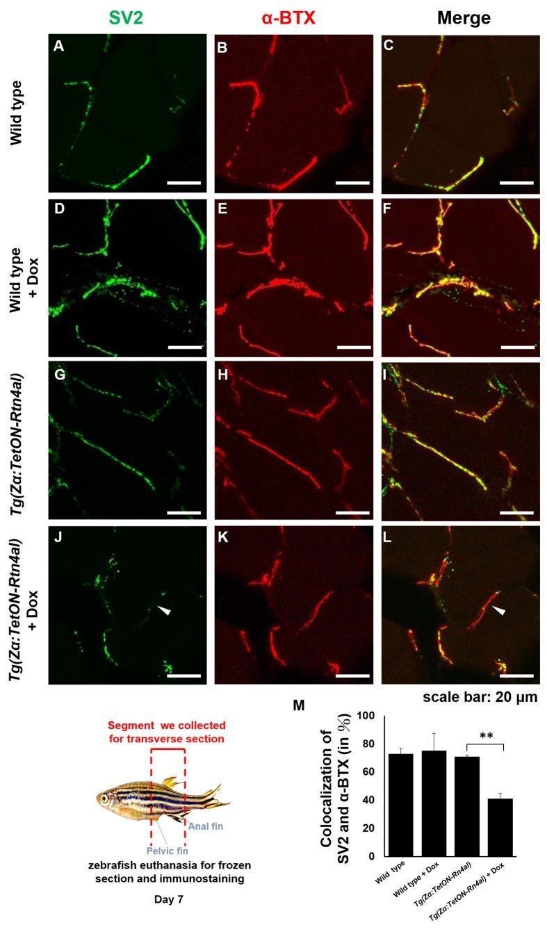 https://cdn.ncbi.nlm.nih.gov/pmc/blobs/76ab/6667276/a36d84068ef5/elife-49175-fig6-figsupp1.jpg