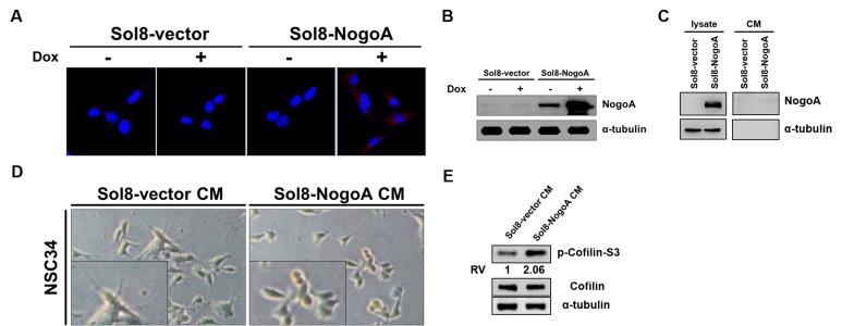 https://cdn.ncbi.nlm.nih.gov/pmc/blobs/76ab/6667276/c0d3433ad0f4/elife-49175-fig1-figsupp1.jpg