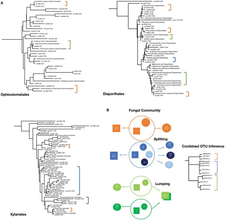 https://cdn.ncbi.nlm.nih.gov/pmc/blobs/76b0/8924126/0f11674b3ff4/mycokeys-88-001-g006.jpg