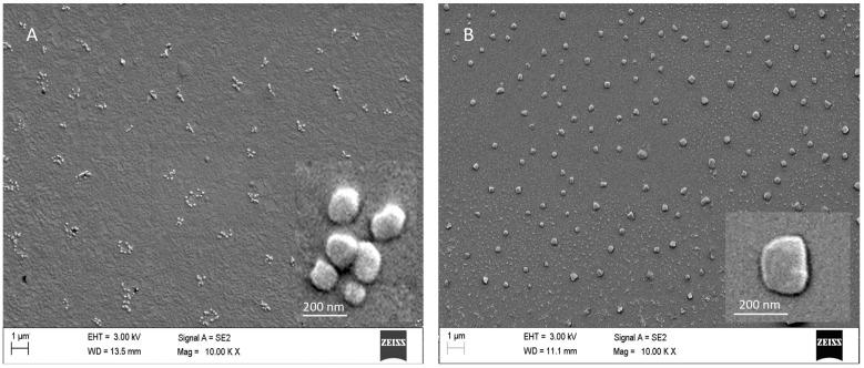 https://cdn.ncbi.nlm.nih.gov/pmc/blobs/76b2/10975406/b5374e0d77c4/vaccines-12-00339-g002.jpg