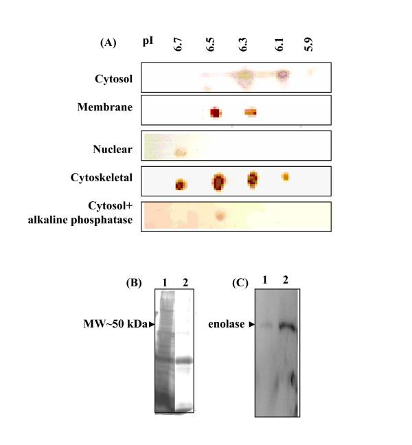 https://cdn.ncbi.nlm.nih.gov/pmc/blobs/76b3/1868031/c8d1780e1355/1475-2875-6-45-3.jpg