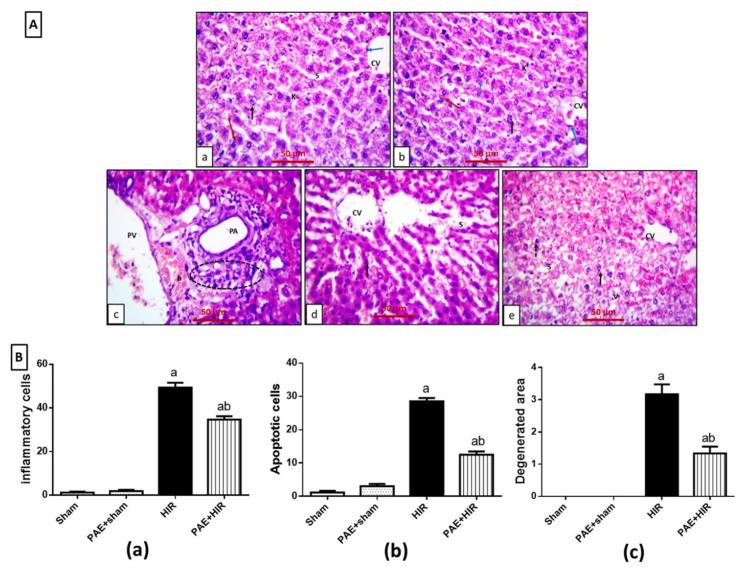 https://cdn.ncbi.nlm.nih.gov/pmc/blobs/76b7/9495847/4ee165b4e2e2/antioxidants-11-01687-g002.jpg