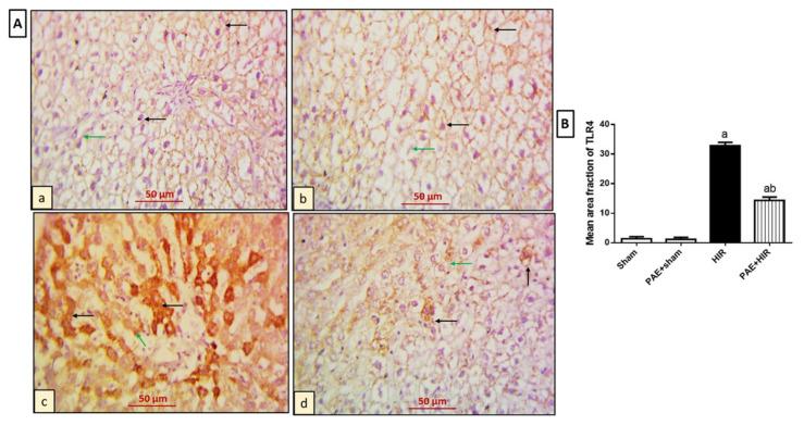 https://cdn.ncbi.nlm.nih.gov/pmc/blobs/76b7/9495847/651544ffa9d4/antioxidants-11-01687-g005.jpg