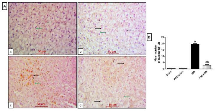 https://cdn.ncbi.nlm.nih.gov/pmc/blobs/76b7/9495847/66fffddd1db9/antioxidants-11-01687-g007.jpg