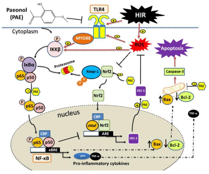 https://cdn.ncbi.nlm.nih.gov/pmc/blobs/76b7/9495847/8146438b16f6/antioxidants-11-01687-g010.jpg