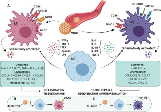 https://cdn.ncbi.nlm.nih.gov/pmc/blobs/76b8/8805580/086e82dd0352/ADVS-9-2102678-g010.jpg