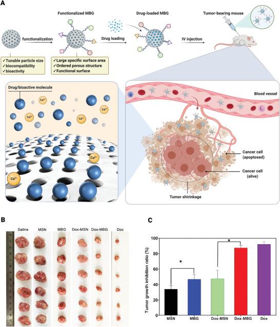 https://cdn.ncbi.nlm.nih.gov/pmc/blobs/76b8/8805580/199d96ae21ee/ADVS-9-2102678-g001.jpg