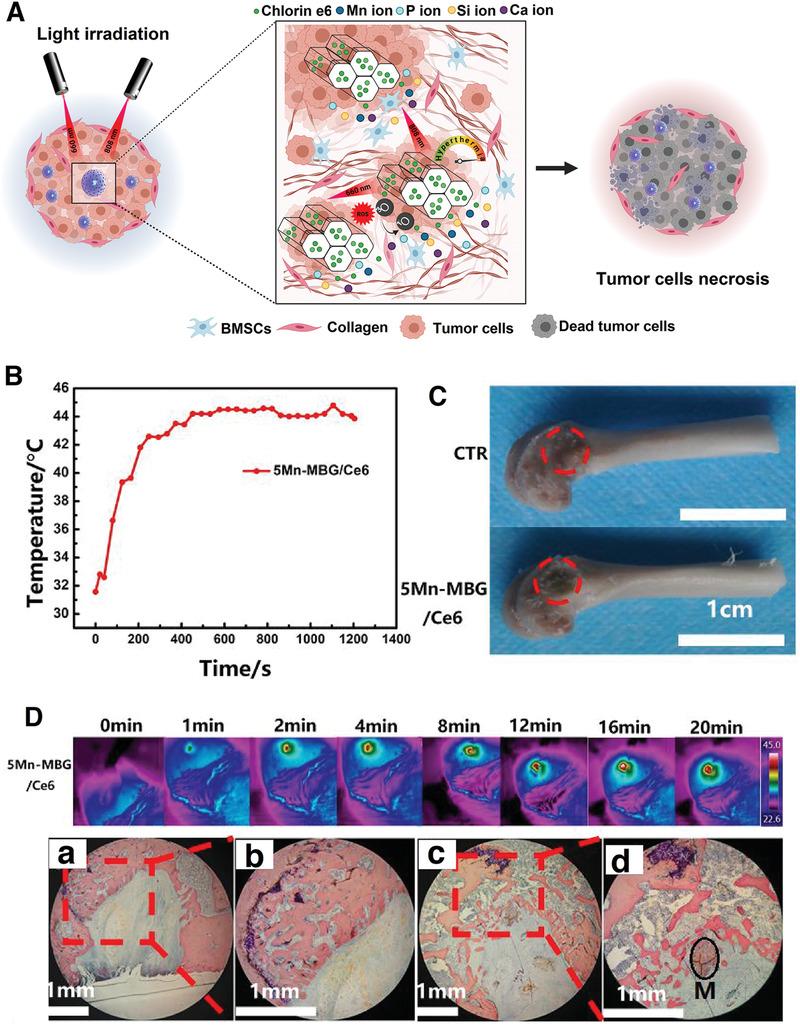 https://cdn.ncbi.nlm.nih.gov/pmc/blobs/76b8/8805580/30112f4a6667/ADVS-9-2102678-g003.jpg