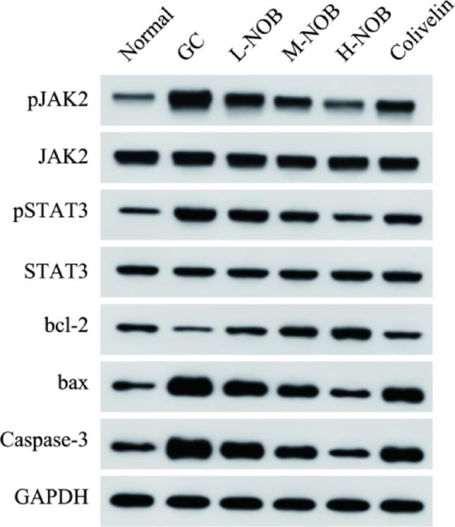 https://cdn.ncbi.nlm.nih.gov/pmc/blobs/76b9/12031757/29fb0765ef77/10735_2025_10424_Fig8_HTML.jpg