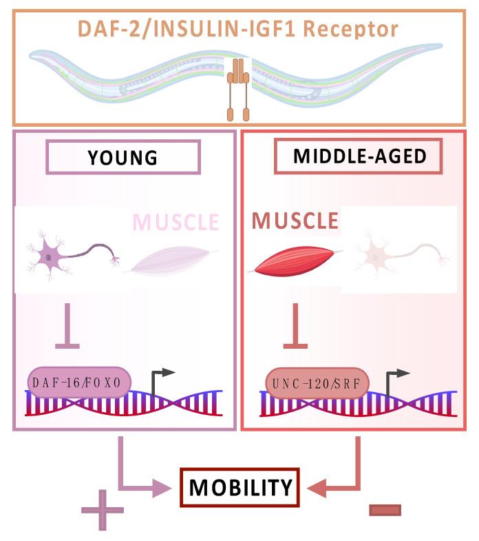 https://cdn.ncbi.nlm.nih.gov/pmc/blobs/76bb/10854721/52ce5f618112/cells-13-00288-g002.jpg