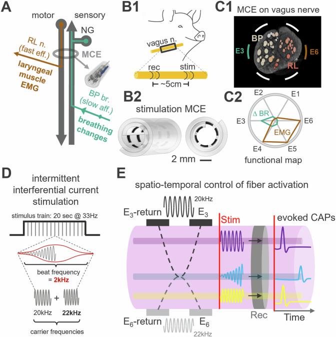 https://cdn.ncbi.nlm.nih.gov/pmc/blobs/76bc/12075724/4b74f59b25c7/41467_2025_59595_Fig1_HTML.jpg