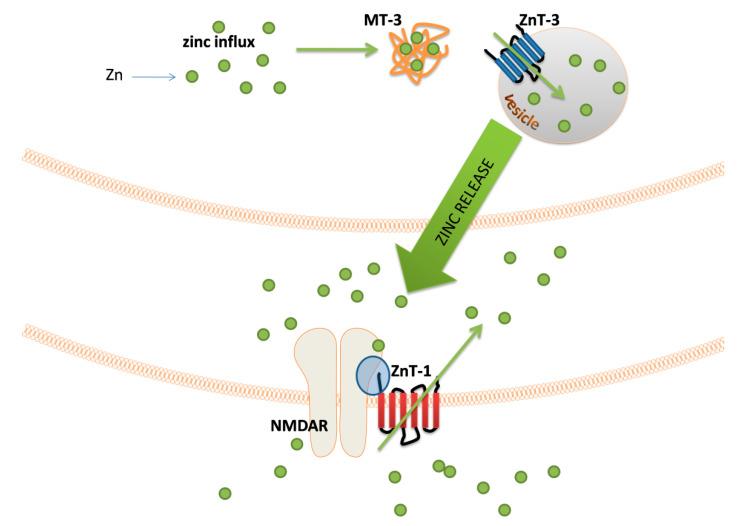 https://cdn.ncbi.nlm.nih.gov/pmc/blobs/76c0/7600656/1b0e23ba4803/biomolecules-10-01417-g003.jpg