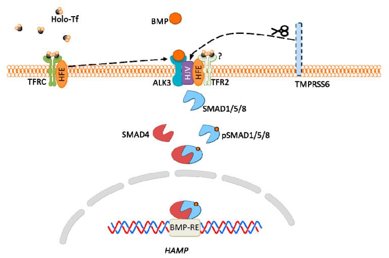 https://cdn.ncbi.nlm.nih.gov/pmc/blobs/76c0/7600656/97420aef1033/biomolecules-10-01417-g005.jpg
