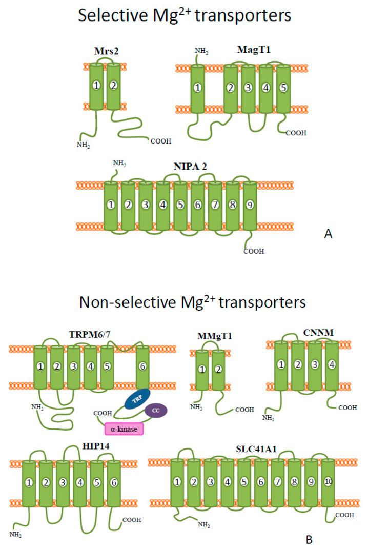 https://cdn.ncbi.nlm.nih.gov/pmc/blobs/76c0/7600656/fb5f9c0e66d0/biomolecules-10-01417-g001.jpg