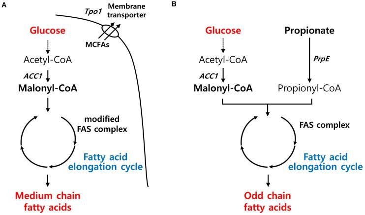 https://cdn.ncbi.nlm.nih.gov/pmc/blobs/76c0/7767886/a76839d291bb/fbioe-08-594061-g004.jpg