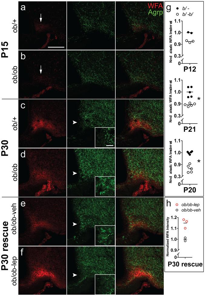 https://cdn.ncbi.nlm.nih.gov/pmc/blobs/76c1/6594569/710544623de8/nihms-1516908-f0004.jpg