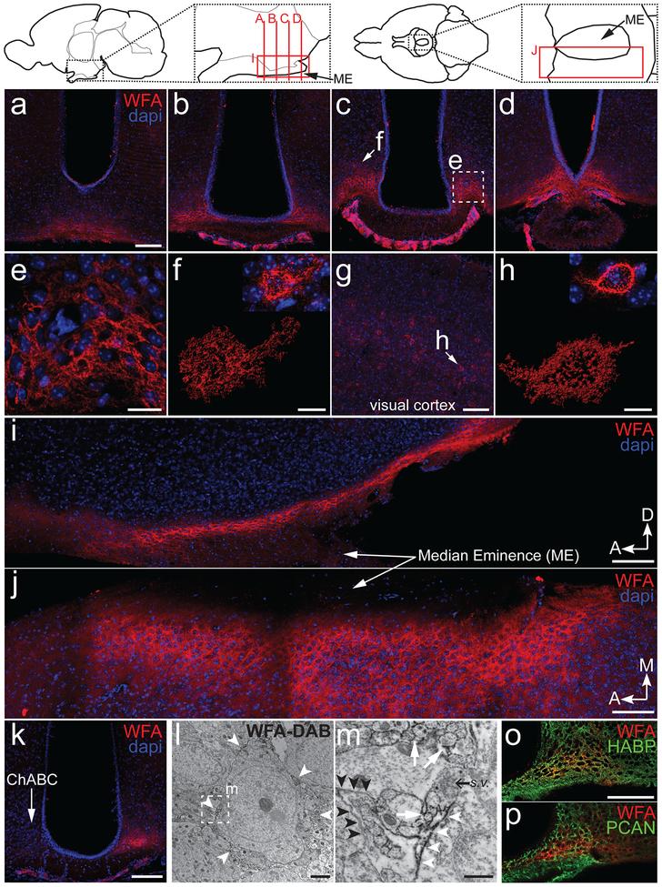 https://cdn.ncbi.nlm.nih.gov/pmc/blobs/76c1/6594569/8344f921b4e5/nihms-1516908-f0001.jpg
