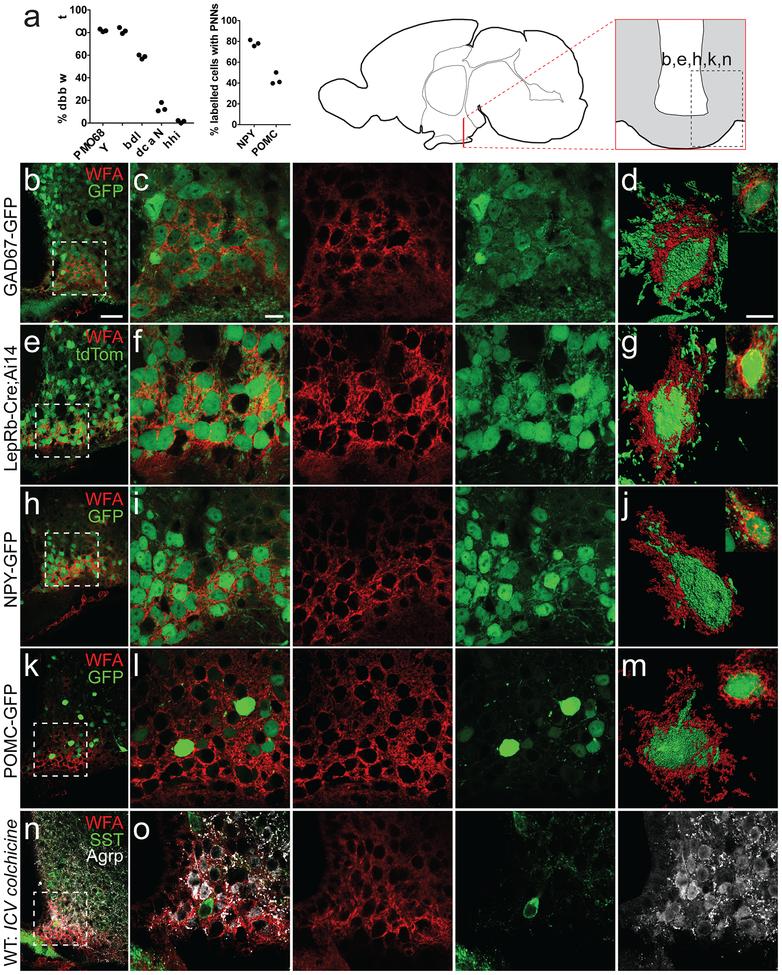 https://cdn.ncbi.nlm.nih.gov/pmc/blobs/76c1/6594569/f5f6d75bc103/nihms-1516908-f0002.jpg