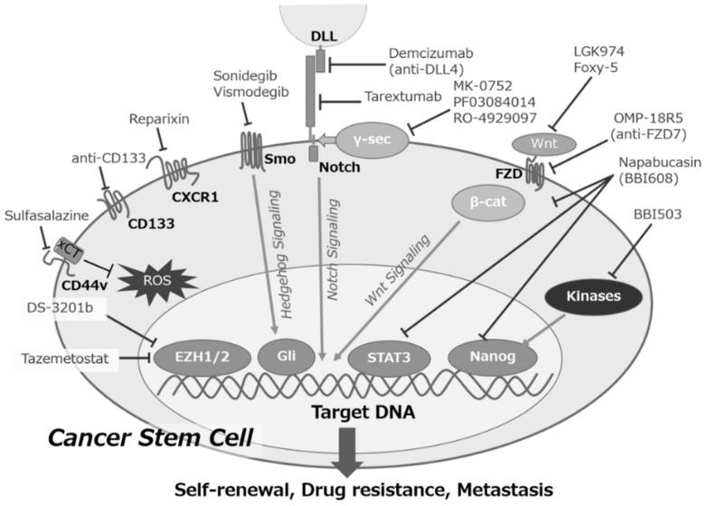 https://cdn.ncbi.nlm.nih.gov/pmc/blobs/76c6/6520864/7f0372042a19/cancers-11-00532-g002.jpg