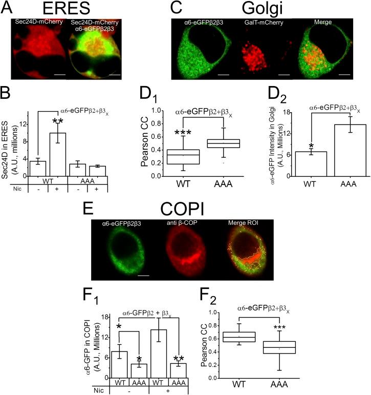 https://cdn.ncbi.nlm.nih.gov/pmc/blobs/76c7/3874574/e4f08a8be952/JGP_201311102_Fig7.jpg