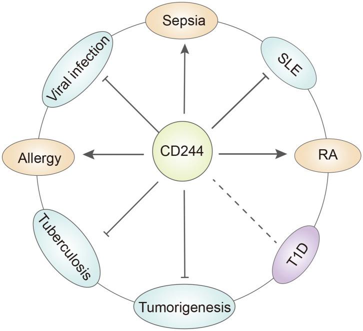 https://cdn.ncbi.nlm.nih.gov/pmc/blobs/76c8/8024546/51821951b898/fimmu-12-648182-g0002.jpg