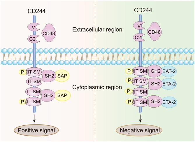 https://cdn.ncbi.nlm.nih.gov/pmc/blobs/76c8/8024546/c2ab1e0439ae/fimmu-12-648182-g0001.jpg