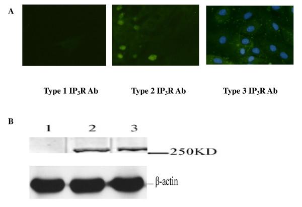 https://cdn.ncbi.nlm.nih.gov/pmc/blobs/76d2/2908572/0b383623c338/1423-0127-17-50-1.jpg