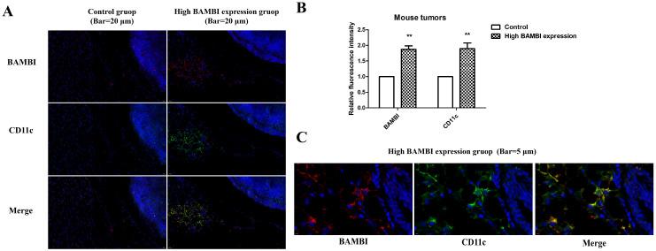 https://cdn.ncbi.nlm.nih.gov/pmc/blobs/76d5/11640931/42e0fc8ecc07/ijms-25-12713-g008.jpg