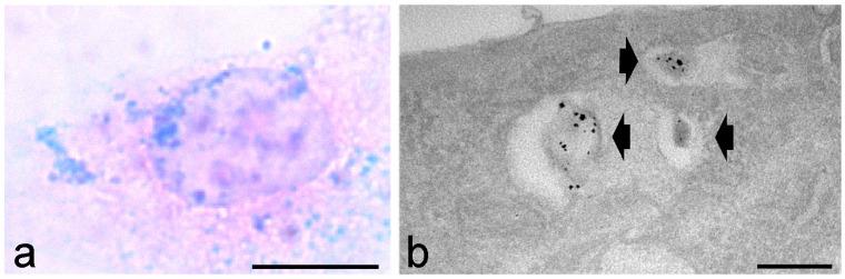 https://cdn.ncbi.nlm.nih.gov/pmc/blobs/76d6/11311594/a2cffa8e4d7b/ijms-25-08041-g001.jpg