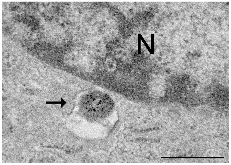 https://cdn.ncbi.nlm.nih.gov/pmc/blobs/76d6/11311594/ab7262361c15/ijms-25-08041-g002.jpg