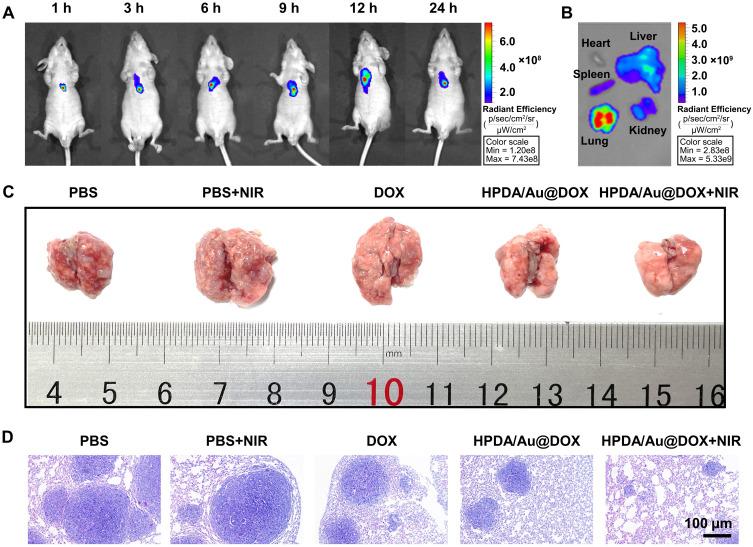 https://cdn.ncbi.nlm.nih.gov/pmc/blobs/76d7/11409934/895e6a372ae0/IJN-19-9597-g0007.jpg