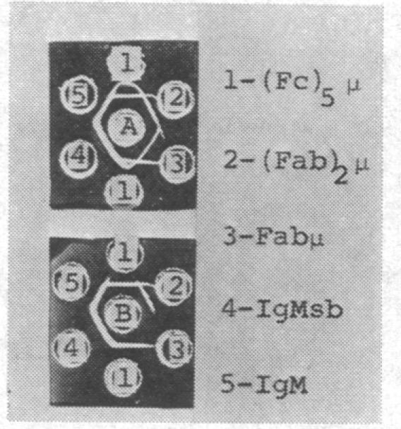 https://cdn.ncbi.nlm.nih.gov/pmc/blobs/76de/282904/90af1532611c/pnas00093-0042-b.jpg