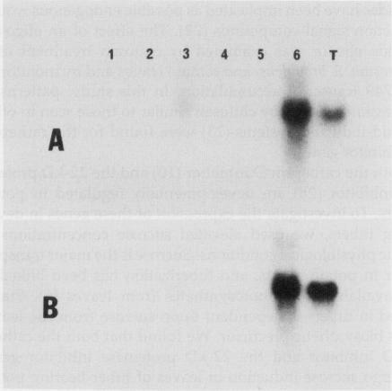 https://cdn.ncbi.nlm.nih.gov/pmc/blobs/76e0/1075532/0173338800b5/plntphys00709-0177-a.jpg