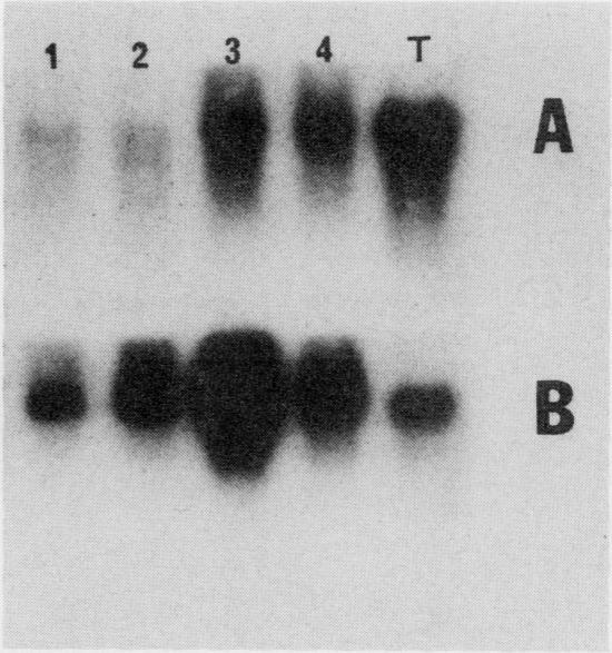https://cdn.ncbi.nlm.nih.gov/pmc/blobs/76e0/1075532/2a7d93d384e4/plntphys00709-0177-c.jpg
