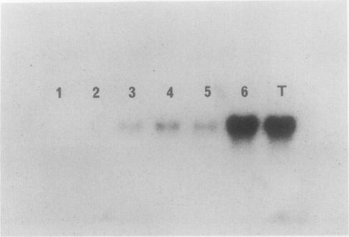 https://cdn.ncbi.nlm.nih.gov/pmc/blobs/76e0/1075532/b4eb7a772636/plntphys00709-0178-a.jpg