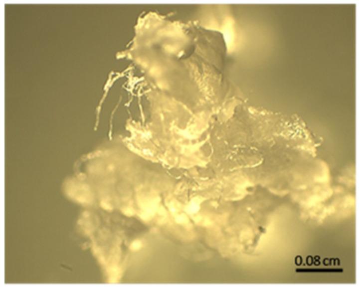 https://cdn.ncbi.nlm.nih.gov/pmc/blobs/76e0/11244384/2d43da7f92b2/polymers-16-01917-g004.jpg