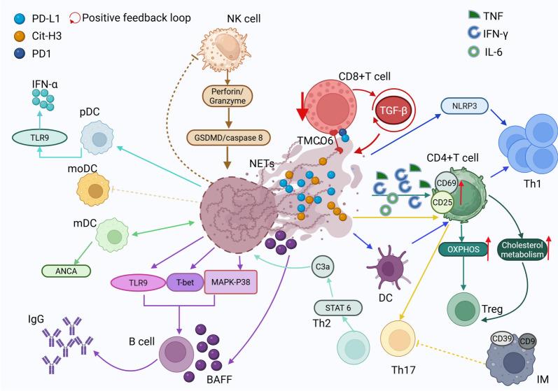 https://cdn.ncbi.nlm.nih.gov/pmc/blobs/76e5/12123823/0a60f39566b2/40164_2025_670_Fig3_HTML.jpg