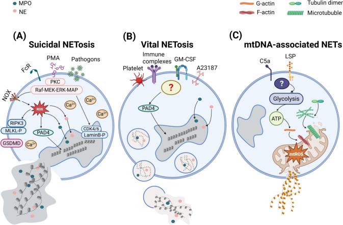 https://cdn.ncbi.nlm.nih.gov/pmc/blobs/76e5/12123823/89b029b74573/40164_2025_670_Fig1_HTML.jpg