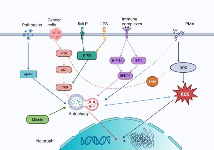 https://cdn.ncbi.nlm.nih.gov/pmc/blobs/76e5/12123823/f766ac2bcf00/40164_2025_670_Fig2_HTML.jpg