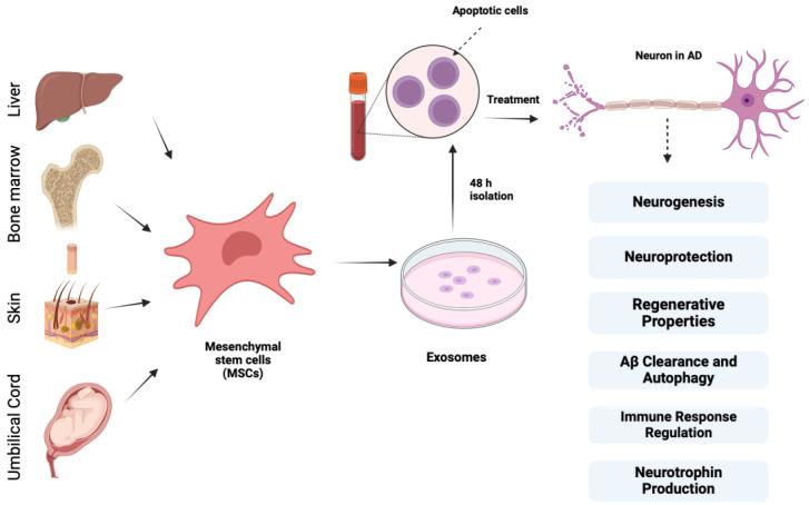 https://cdn.ncbi.nlm.nih.gov/pmc/blobs/76e7/11428860/d667010c3187/biomedicines-12-02113-g003.jpg